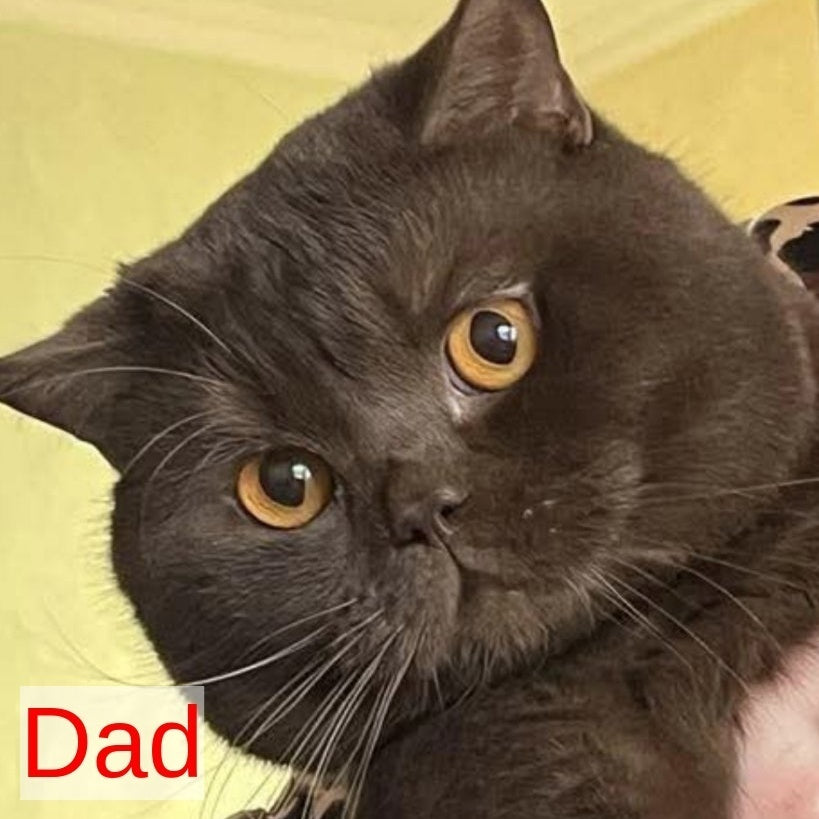 Nikki British Shorthair female, fawn