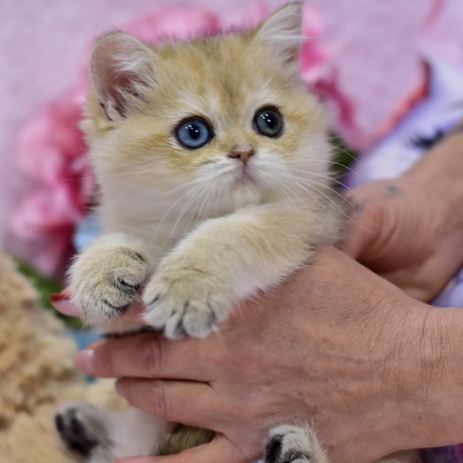 Goldie British Shorthair female, black golden shaded
