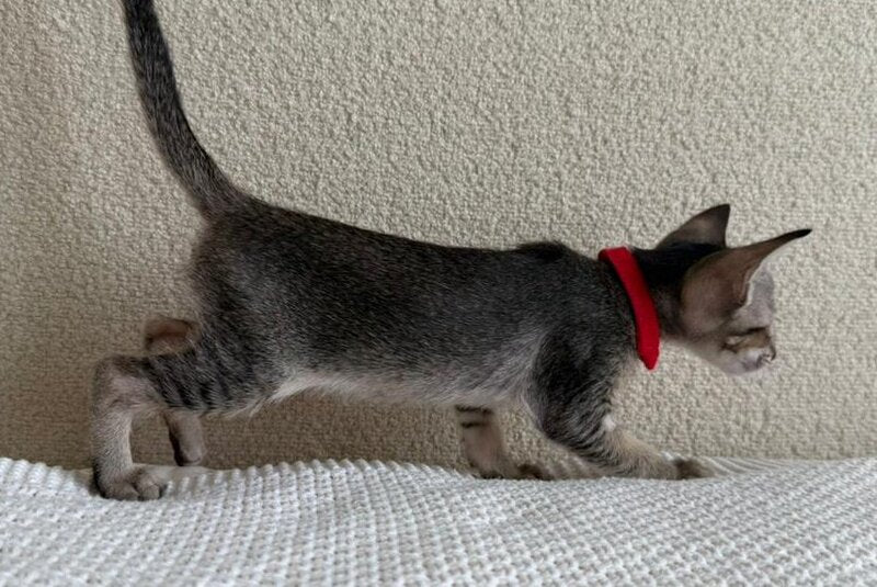 Aveline Oriental Shorthair female black ticked tabby - live animals