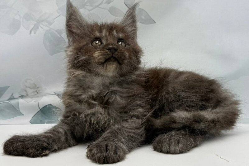 Archibald Maine Coon polydactyl male, black silver