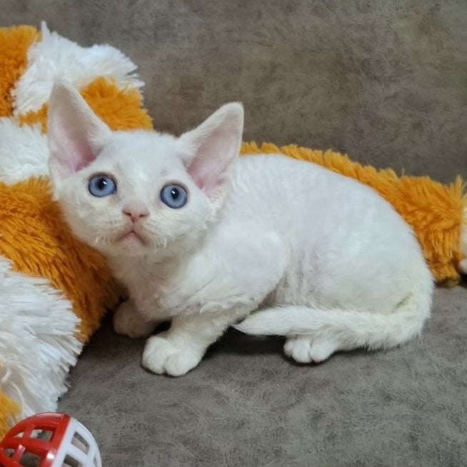 Fabio Devon Rex male, white
