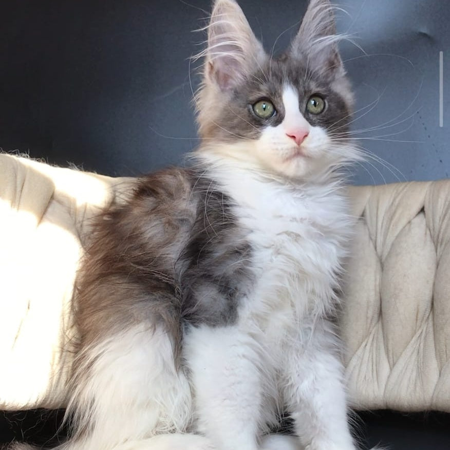Craft Maine Coon male, black silver bicolour