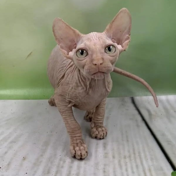 Glasha Canadian Sphynx female, cream