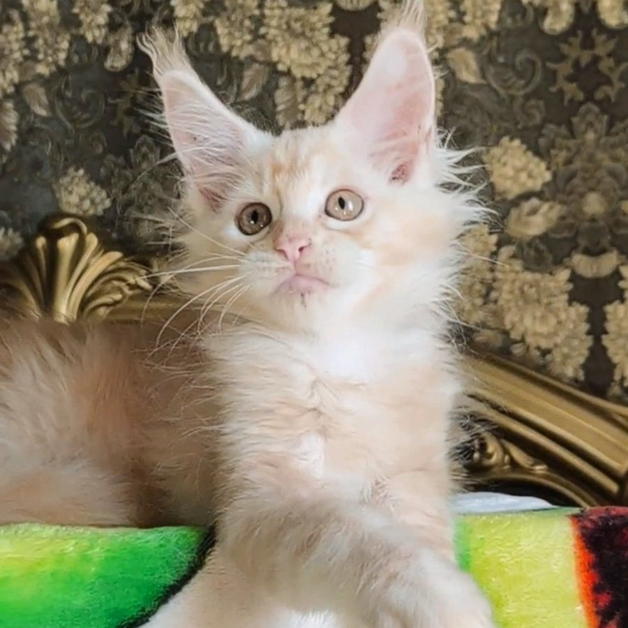 Ilyusha Maine Coon male, cream silver tabby