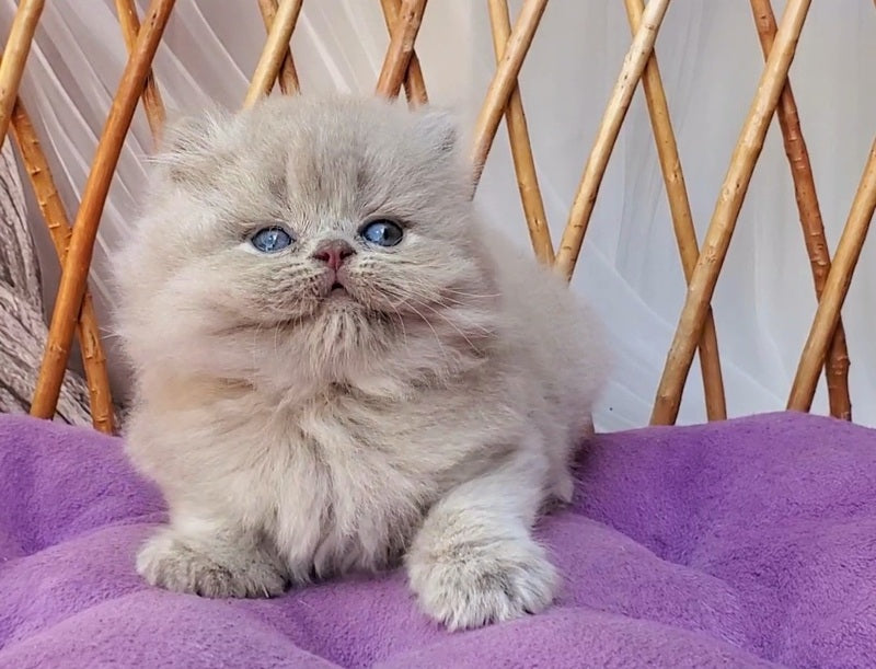 Winona British Longhair female, blue golden ticked tabby