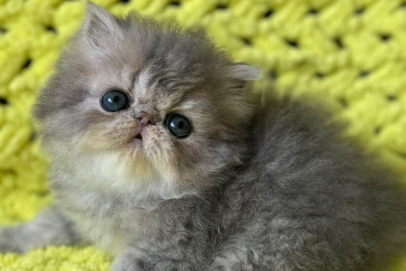 Tamara Persian female blue tortie silver tabby - live animals