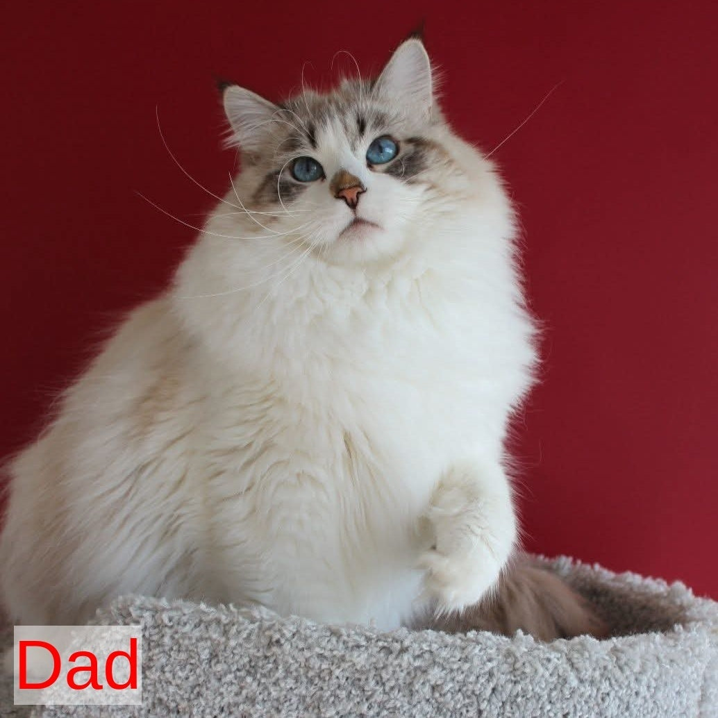 Ioann Siberian male, black with white tabby pointed