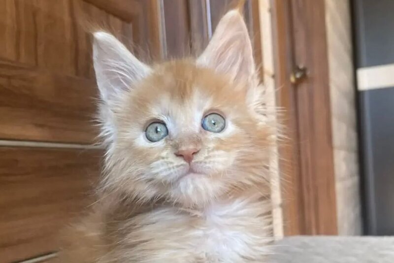 Jerri Maine Coon male red silver - live animals