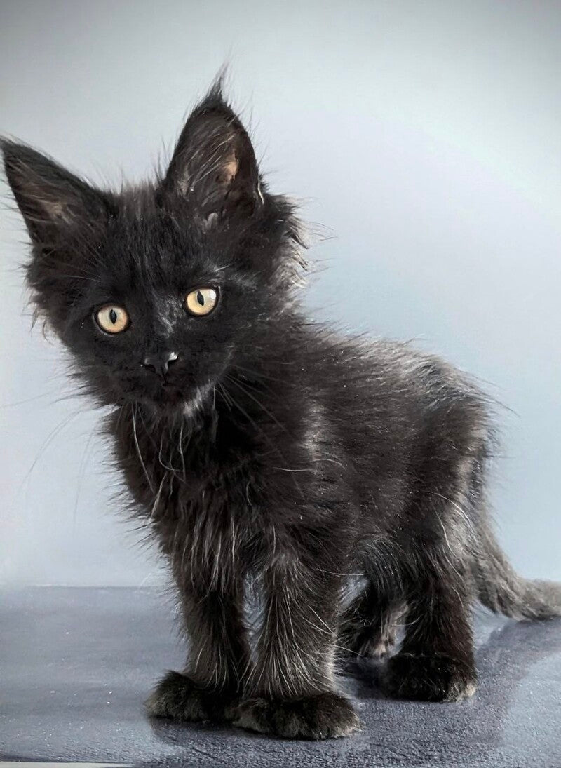 Question Maine Coon polydactyl male black live animals