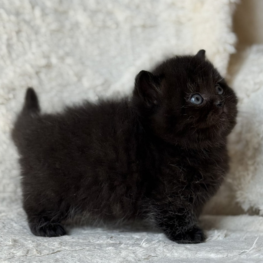 Michael Munchkin male, black