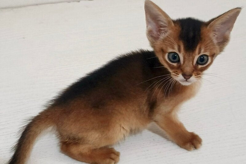 Griffin Abyssinian male ruddy - live animals