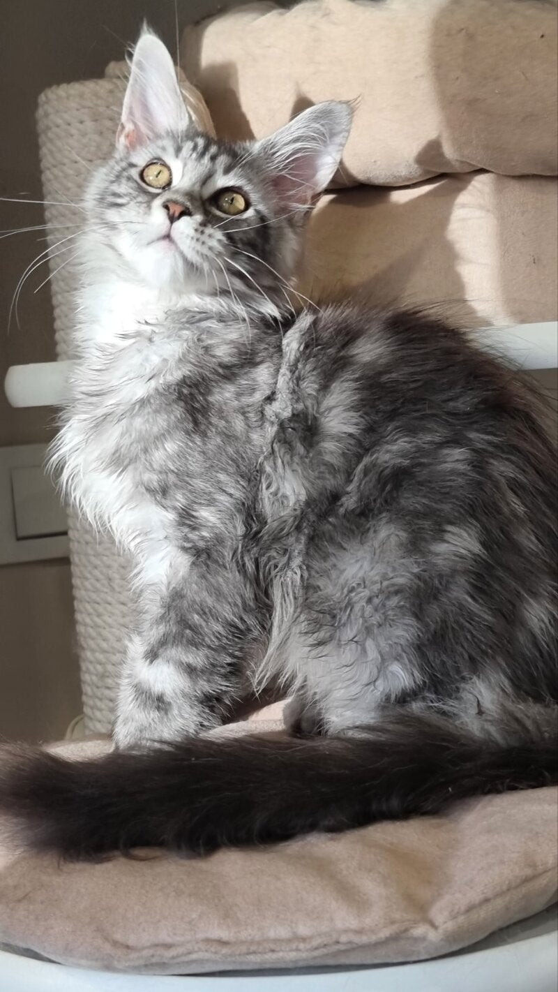 Clinta Maine Coon female black silver tabby - live animals