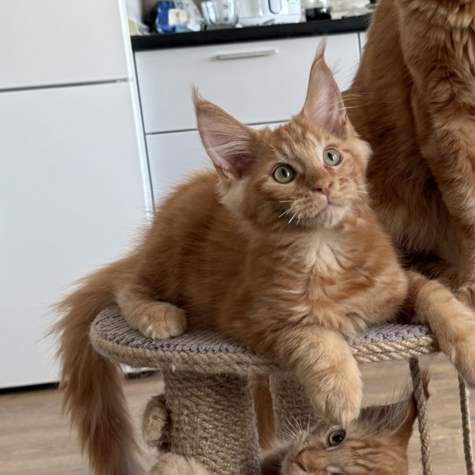 Alex Maine Coon male, red tabby
