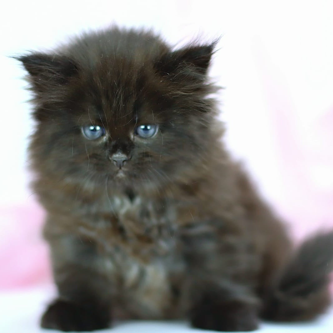 Hugo Boss Persian male, black