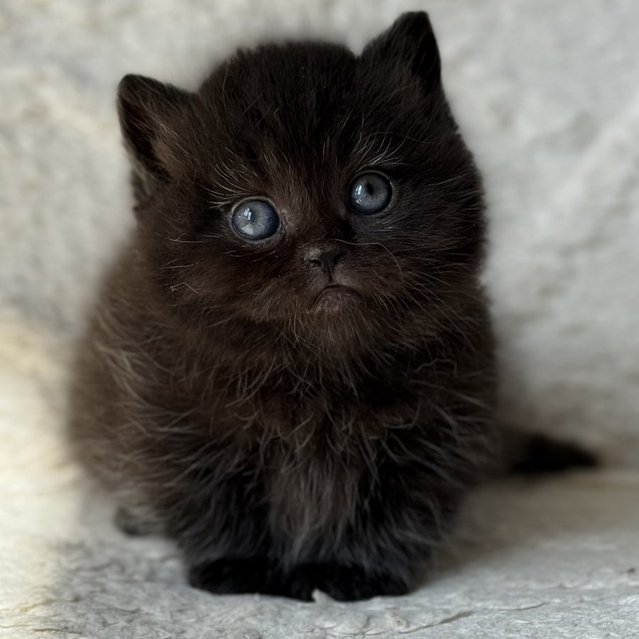 Michael Munchkin male, black