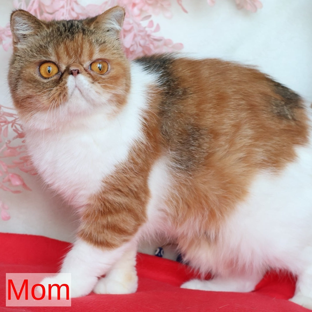 Yummy Persian female, black tortie bicolour