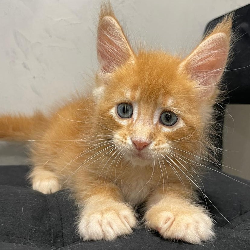 Venya Maine Coon male, red