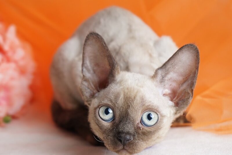 Nona Devon Rex female chocolate pointed - live animals