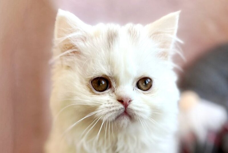 White Milka Scottish Straight female white live animals
