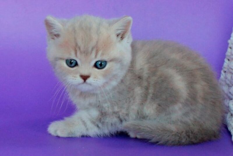 Sapfir British Shorthair male, lilac tabby