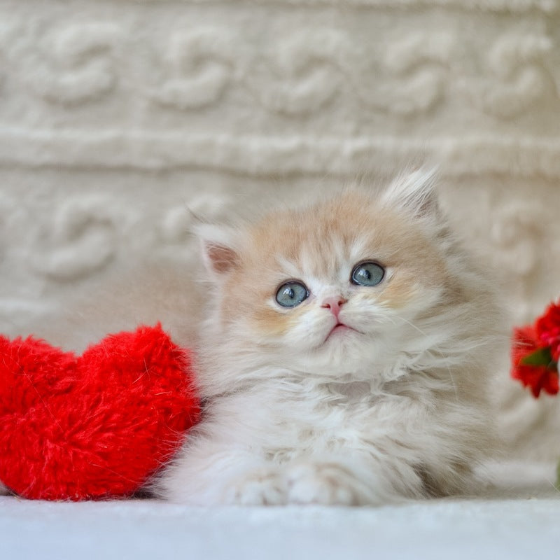 Elio British Longhair male, blue golden shaded