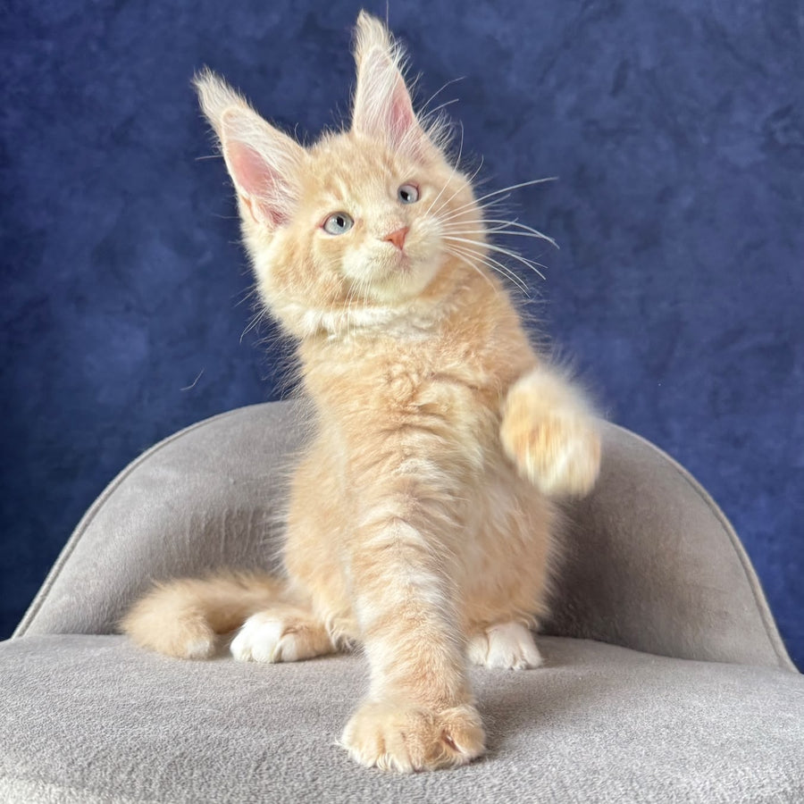 Romka Maine Coon male, cream tabby with white