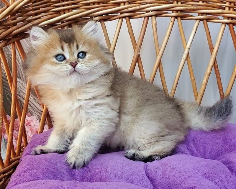 Zephir British Longhair male black golden ticked tabby - live animals