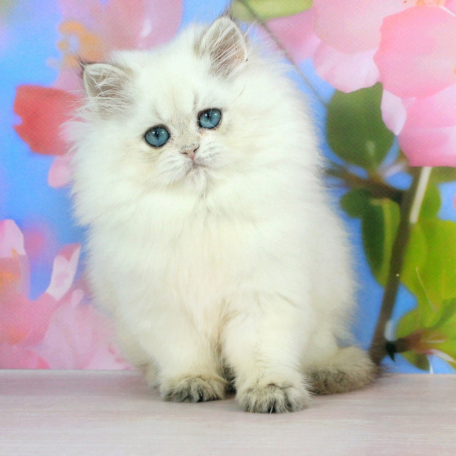 Sherry British Shorthair female, black golden shaded
