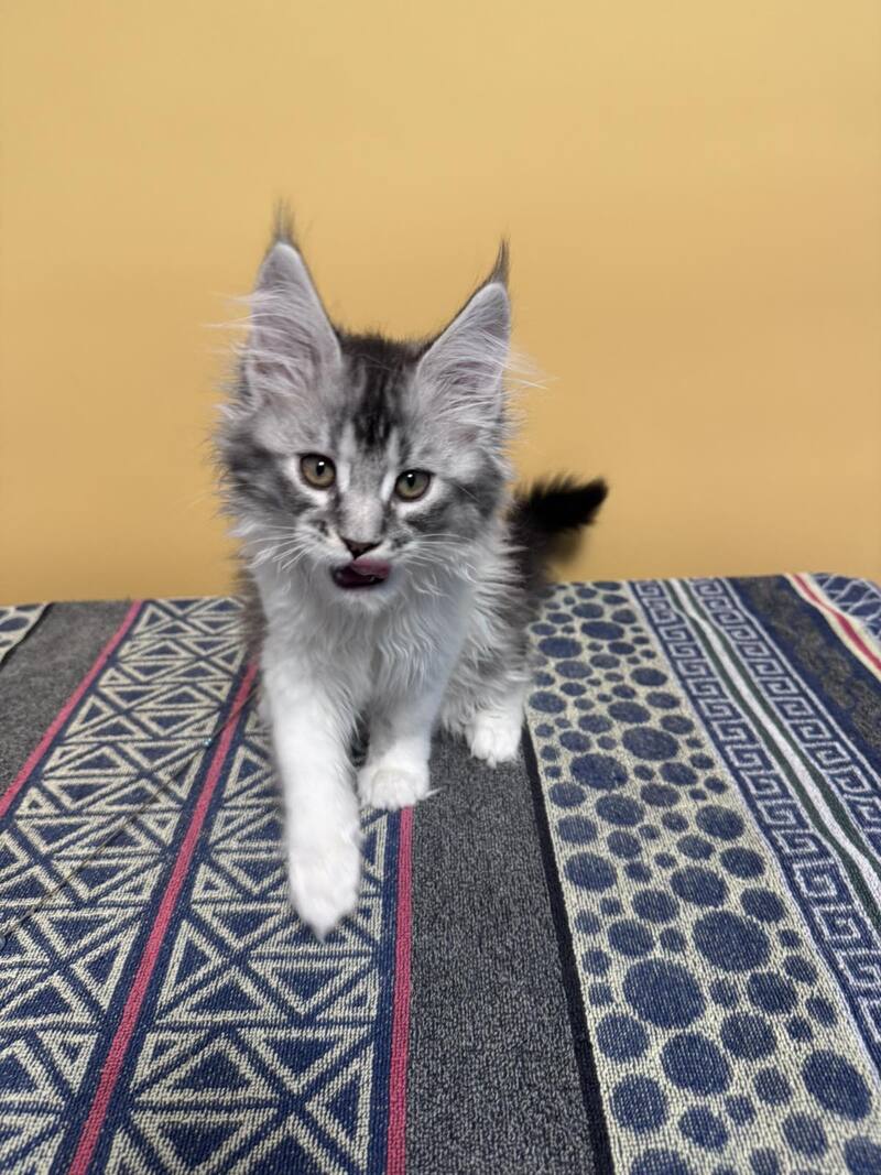 Jasmine Maine Coon female black silver ticked tabby live animals