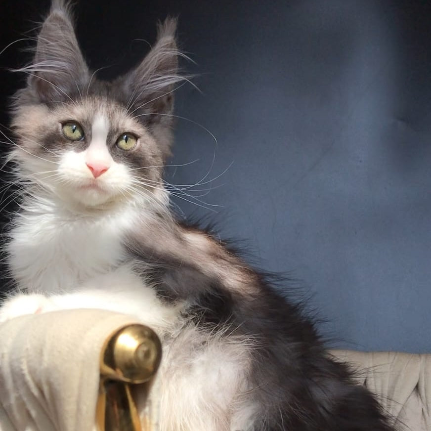 Craft Maine Coon male, black silver bicolour