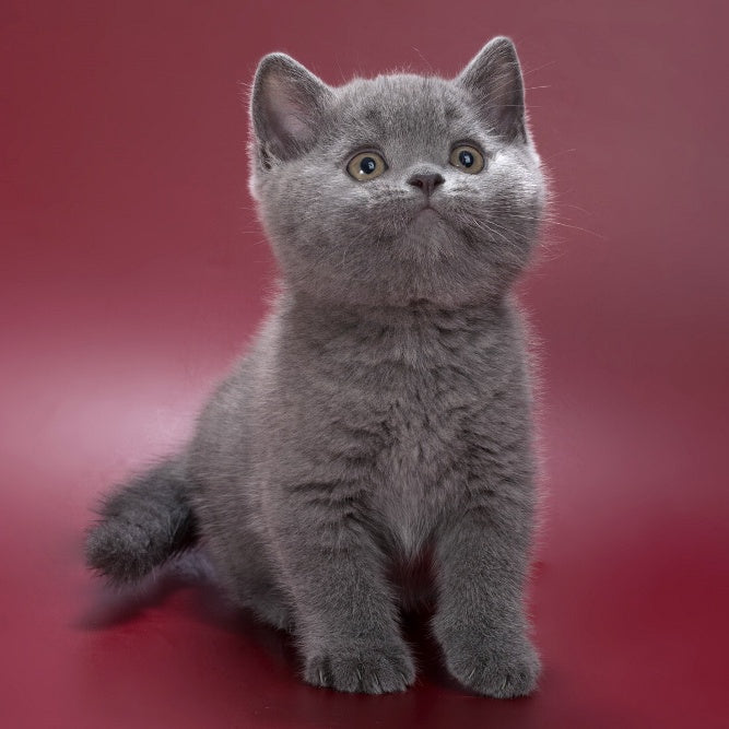 Pippin British Shorthair male, blue