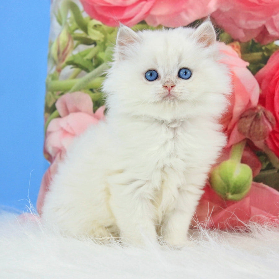 Talisman British Longhair male, blue golden chinchilla pointed