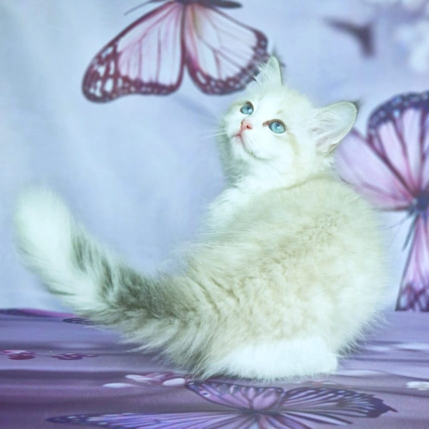 Eddie Siberian male, blue bicolour tabby pointed