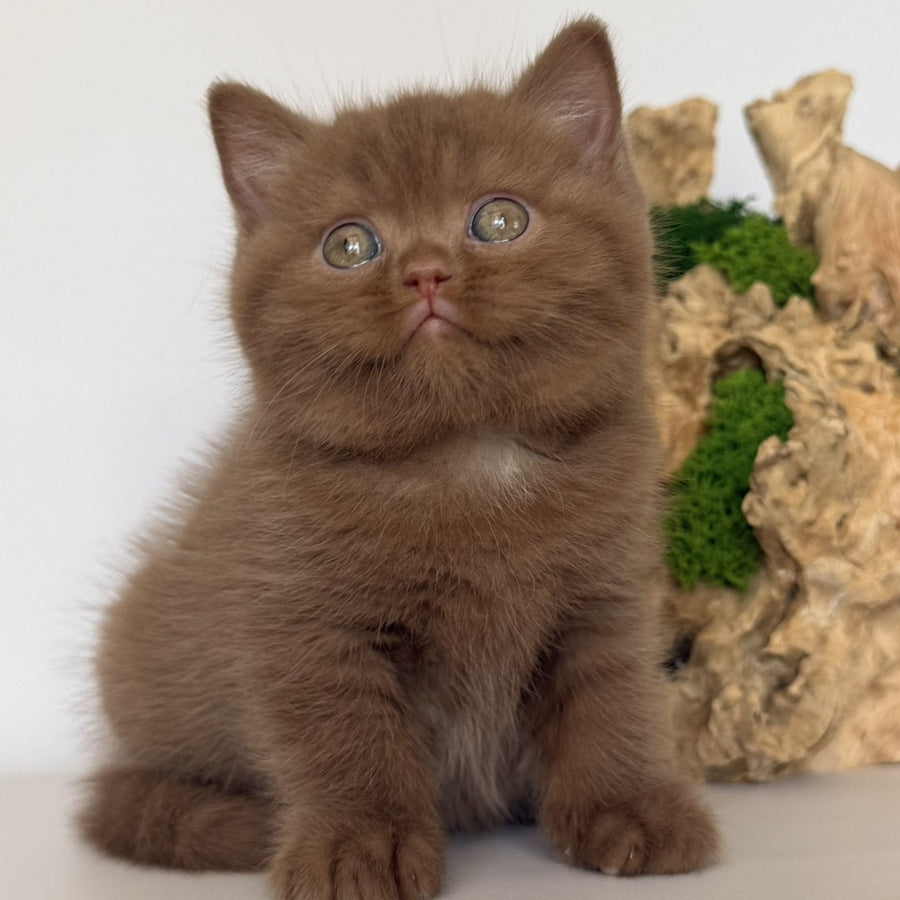 Gustav British Shorthair male, cinnamon