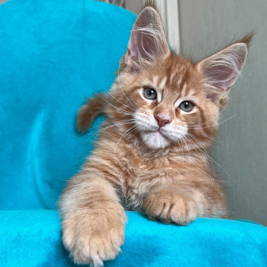 Zlatozar Maine Coon male, red tabby