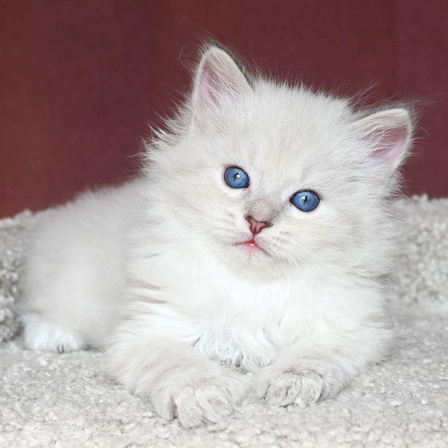 Lazurit Siberian male, black tabby pointed