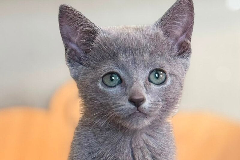 Jake Russian Blue male, blue