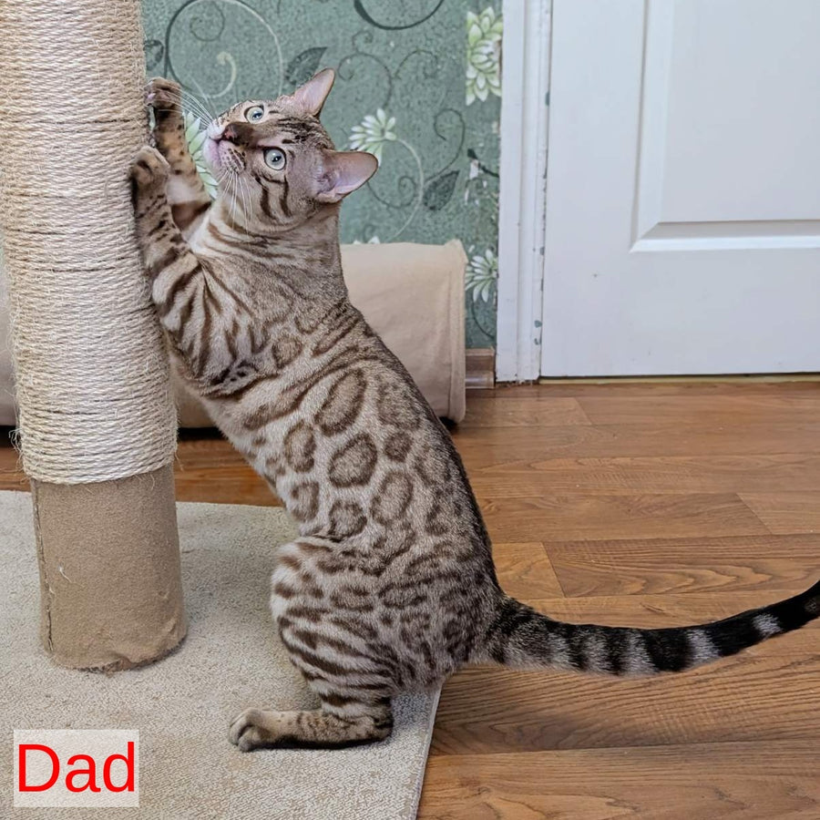 Zuri Bengal female, black spotted tabby