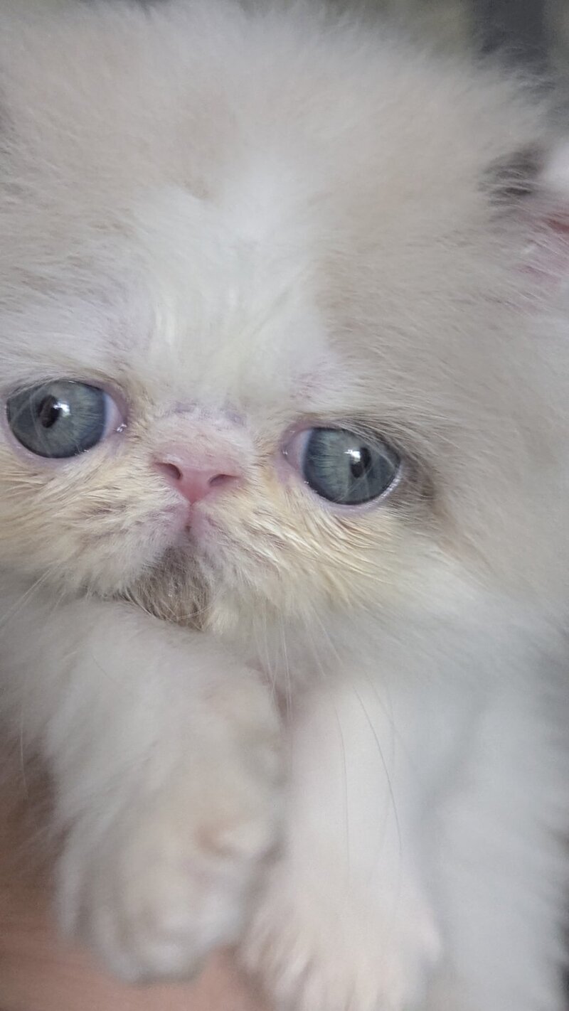 Nemо Persian male, cream pointed bicolour