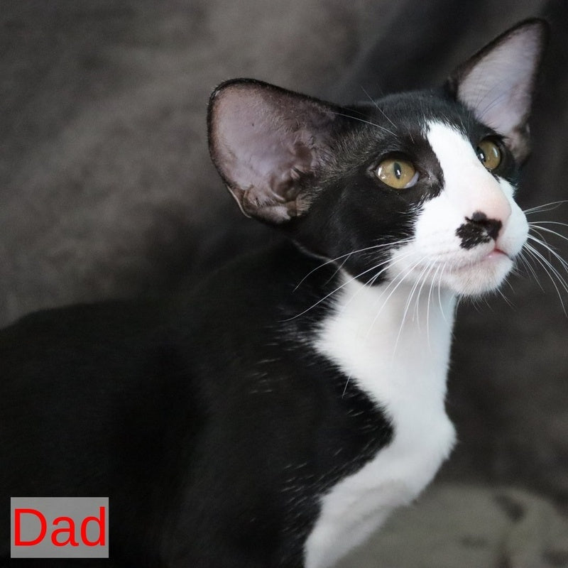 Cookie Oriental Shorthair male, chocolate van