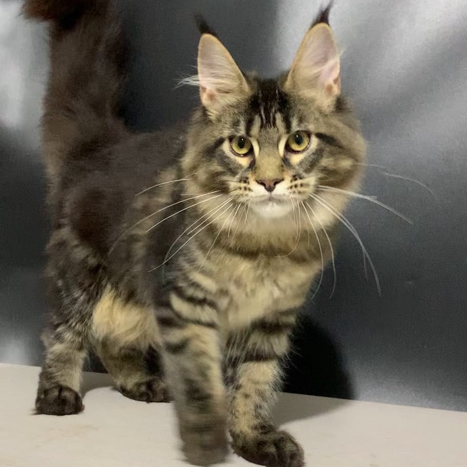 Tropicana Maine Coon female, black tabby