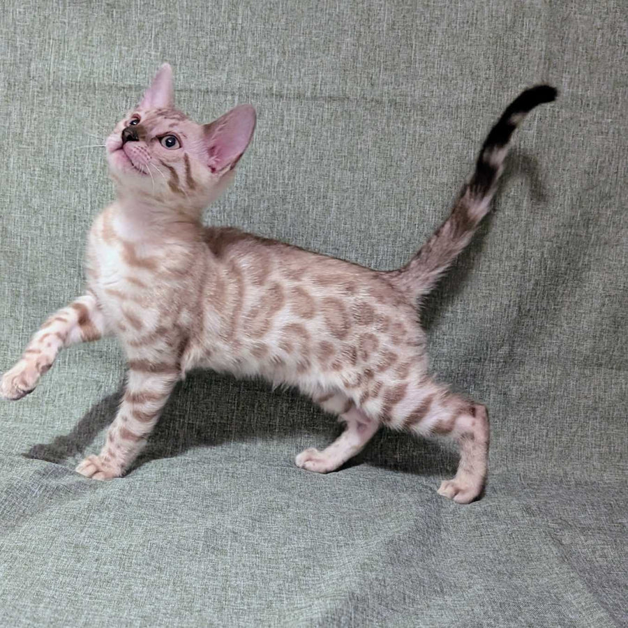 Ava Bengal female, black silver spotted tabby pointed