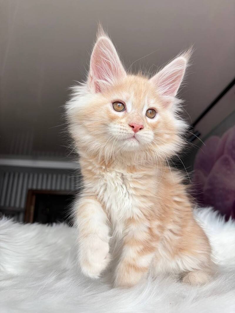 Wisdom Maine Coon male, cream silver tabby