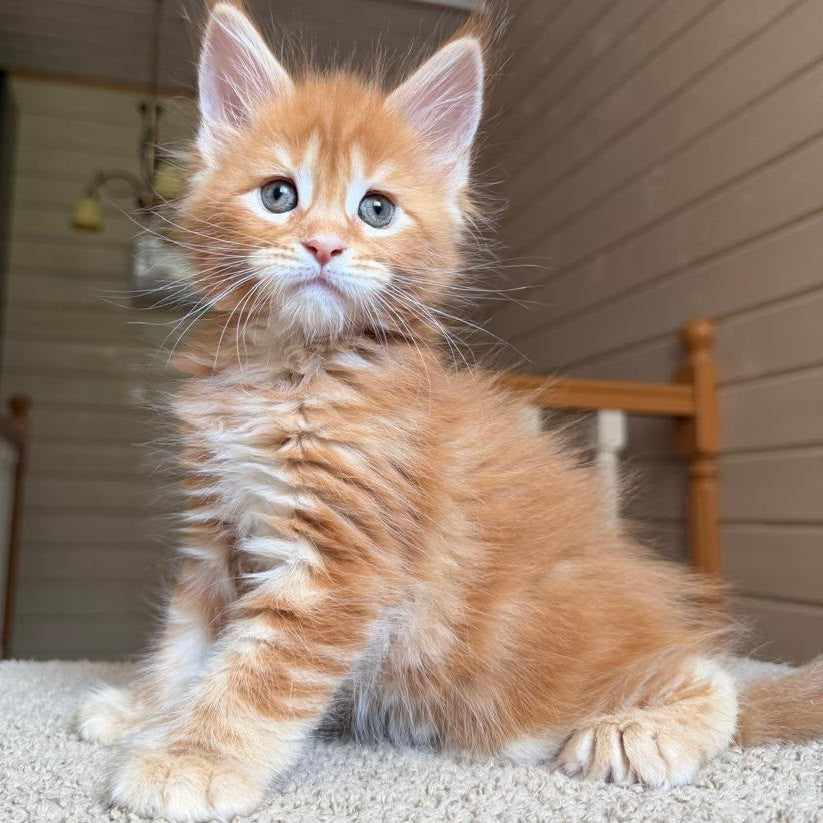 Bazilio Maine Coon polydactyl 6x6x6x6 male, red tabby with white