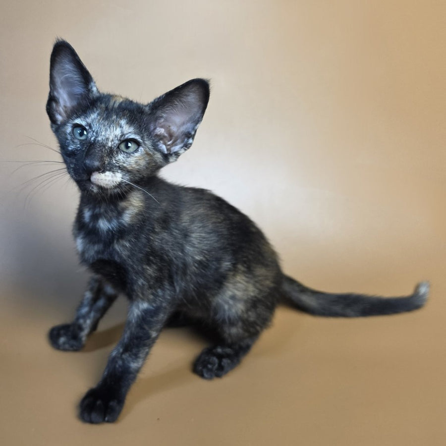 Esmeralda Oriental Shorthair female, black tortie