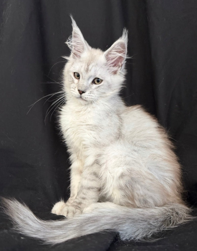 Ximas Maine Coon male, black silver shaded