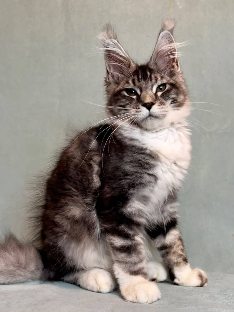 North Maine Coon male, black silver tabby with white
