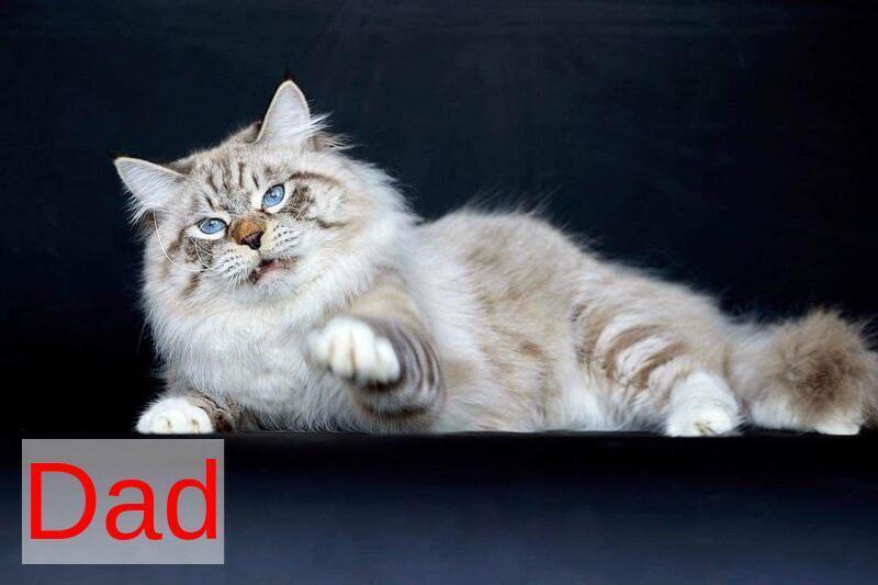 Don Juan Siberian male black silver with white tabby pointed live animals