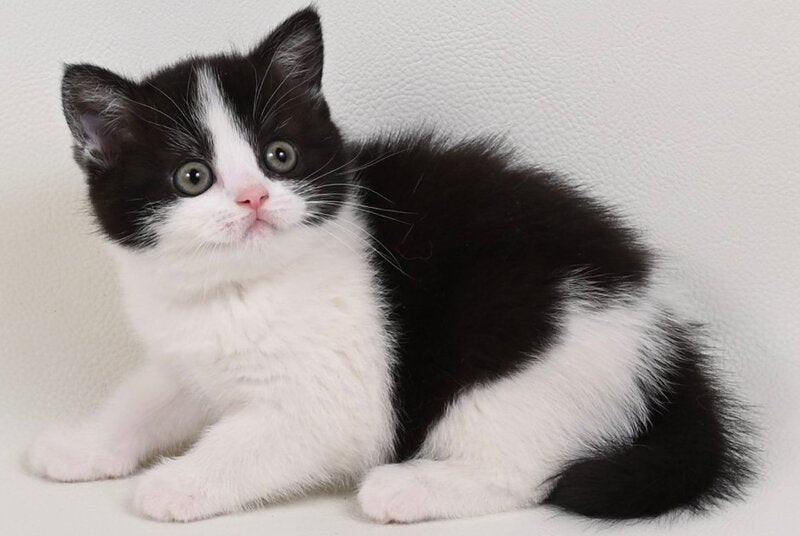 Mia British Shorthair female black bicolour - live animals