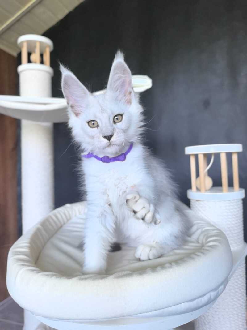 Ustin Maine Coon male, black silver tabby